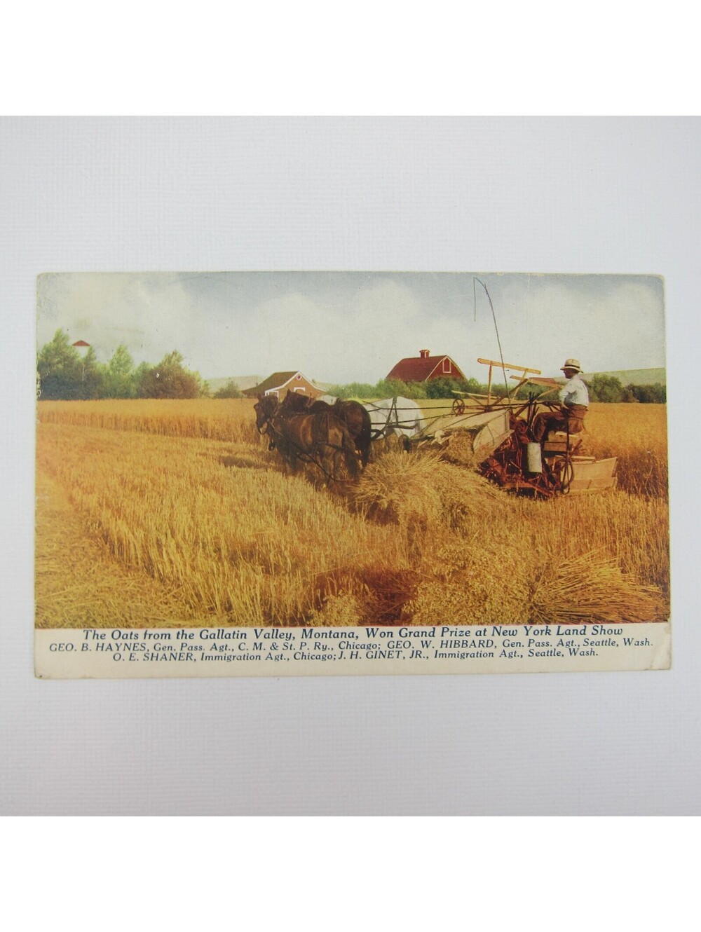 Postcard Gallatin Valley Montana Award Winning Oats Farming Farmer Antique 1915